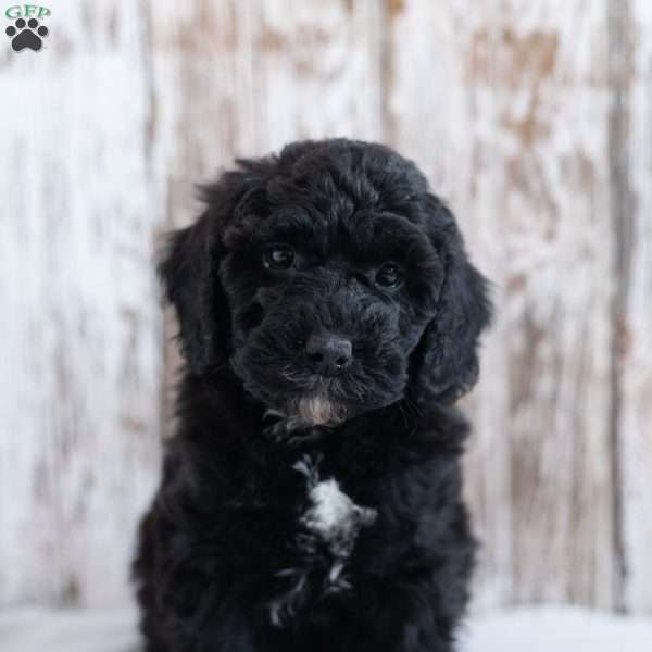 Hawk, Mini Labradoodle Puppy